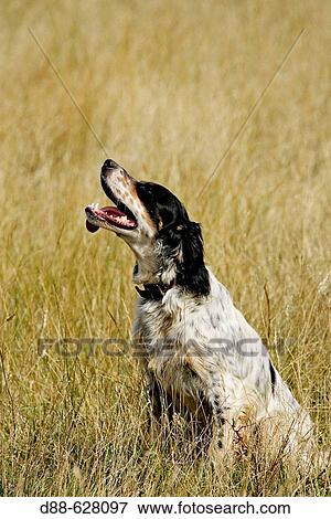 English Setter View Large Photo Image Stock Photo - English Setter. Fotosearch