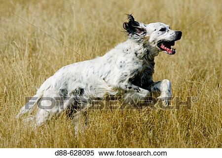 English Setter View Large Photo Image Stock Photography - English Setter. Fotosearch