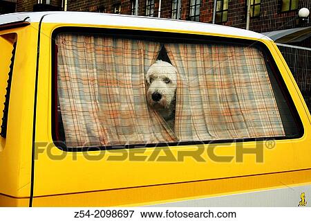 Stock Photo - English sheep dog in a volkswagen van, Aviles, Asturias, Spain.. Fotosearch