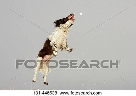 English Springer Spaniel dog jumping off ground into air to catch snowball. UK. View Large Photo Image Stock Photo - English Springer Spaniel dog jumping off ground into air to catch snowball. UK.. Fotosearch