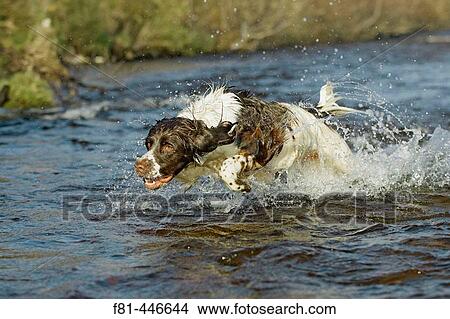 English Springer Spaniel dog running energetically through water. UK. View Large Photo Image Picture - English Springer Spaniel dog running energetically through water. UK.. Fotosearch