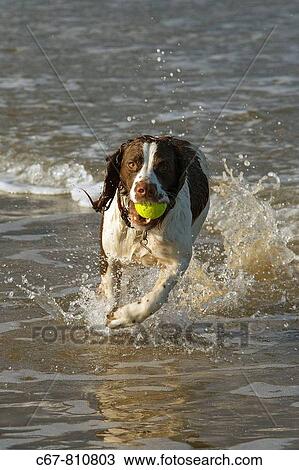 English Springer Spaniel Holkham Beach Norfolk View Large Photo Image Stock Image - English Springer Spaniel Holkham Beach Norfolk. Fotosearch