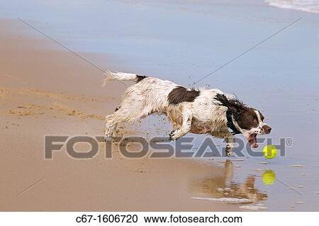English Springer Spaniel running on beach View Large Photo Image Stock Image - English Springer Spaniel running on beach. Fotosearch