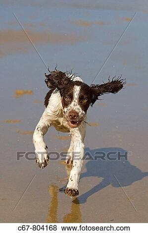 English Springer Spaniel running on Beach View Large Photo Image Stock Photo - English Springer Spaniel running on Beach. Fotosearch