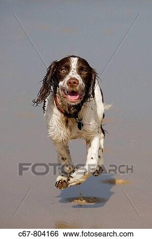 English Springer Spaniel running on Beach View Large Photo Image Stock Photograph - English Springer Spaniel running on Beach. Fotosearch