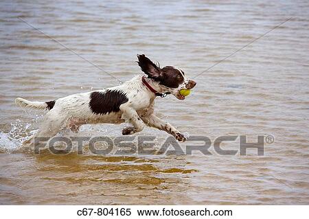 English Springer Spaniel running on Beach View Large Photo Image Stock Photography - English Springer Spaniel running on Beach. Fotosearch