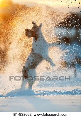 English Springer Spaniel running through snow Scotland February View Large Photo Image Stock Image - English Springer Spaniel running through snow Scotland February. Fotosearch