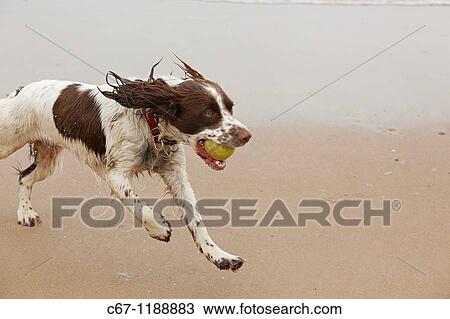 English Springer Spaniel View Large Photo Image Stock Image - English Springer Spaniel. Fotosearch