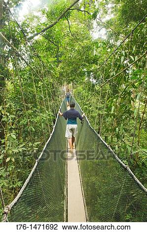 Stock Image - enjoying a jungle canopy walk at Poring Hot Springs in Sabah, Borneo, Malaysia. Fotosearch