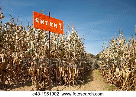 ENTRANCE CORN MAZE WEXFORD ALLEGHENY COUNTY PENNSYLVANIA USA. View Large Photo Image Stock Image - ENTRANCE CORN MAZE WEXFORD ALLEGHENY COUNTY PENNSYLVANIA USA.. Fotosearch