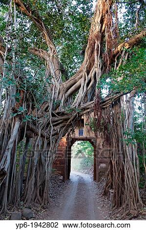 entrance gate and Indian Banyan (Ficus benghalensis), Ranthambore National Park, India. View Large Photo Image Stock Image - entrance gate and Indian Banyan (Ficus benghalensis), Ranthambore National Park, India.. Fotosearch