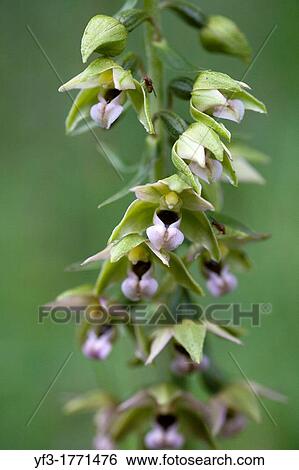 Epipactis muelleri, M? llers epipactis, Alps, Isere, France. View Large Photo Image Stock Photograph - Epipactis muelleri, M? llers epipactis, Alps, Isere, France.. Fotosearch