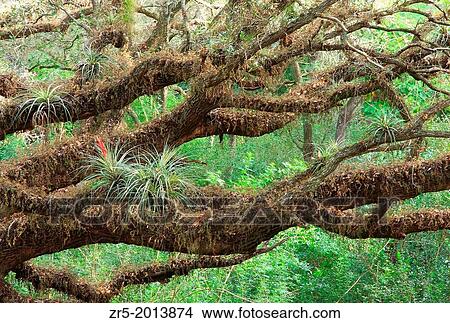 Epiphytes (air plants) growing in moss-covered oak trees, Florida, USA. View Large Photo Image Picture - Epiphytes (air plants) growing in moss-covered oak trees, Florida, USA.. Fotosearch