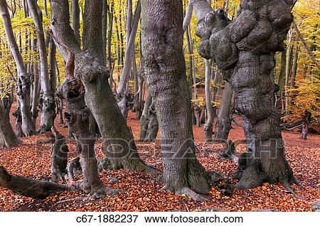Epping Forest Essex Ancient Beech pollarded Fagus sylvatica in Autumn View Large Photo Image Stock Photo - Epping Forest Essex Ancient Beech pollarded Fagus sylvatica in Autumn. Fotosearch