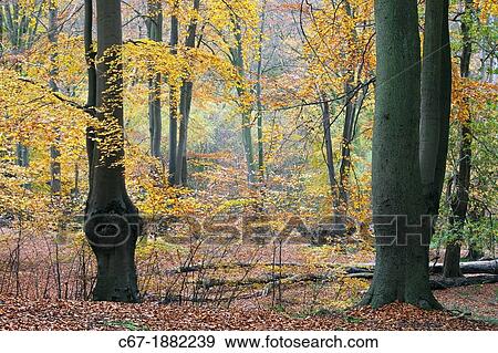 Epping Forest Essex Ancient Beech pollarded Fagus sylvatica in Autumn View Large Photo Image Stock Photo - Epping Forest Essex Ancient Beech pollarded Fagus sylvatica in Autumn. Fotosearch