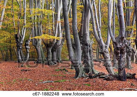 Epping Forest Essex Ancient Beech pollarded Fagus sylvatica in Autumn View Large Photo Image Stock Photo - Epping Forest Essex Ancient Beech pollarded Fagus sylvatica in Autumn. Fotosearch