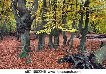 Stock Photograph - Epping Forest Essex Ancient Beech pollarded Fagus sylvatica in Autumn. Fotosearch