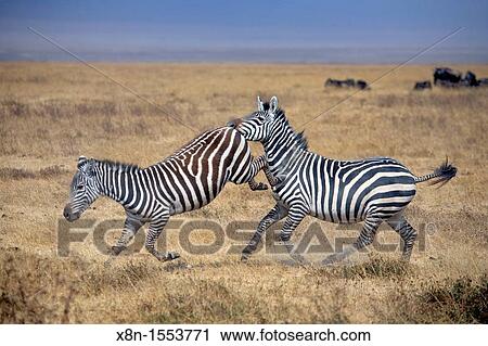 Equus quagga Zebra, Ngorongoro Conservation Area, Tanzania View Large Photo Image Stock Image - Equus quagga Zebra, Ngorongoro Conservation Area, Tanzania. Fotosearch