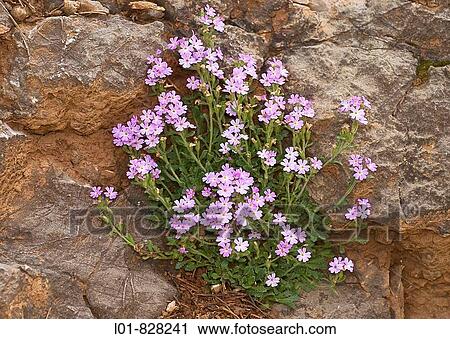 Stock Image - Erinus alpinus, Huesca province, Spain. Fotosearch