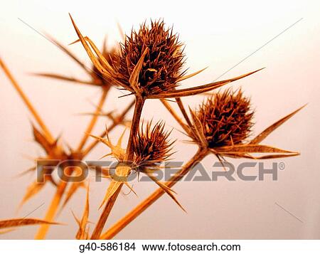 Picture - Eryngium bourgatii. Fotosearch