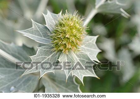 Eryngium maritimum. View Large Photo Image Stock Photo - Eryngium maritimum.. Fotosearch