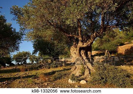 Stock Photograph - Es Cap des Vent Olives Deia Mallorca Balearic Islands Spain. Fotosearch