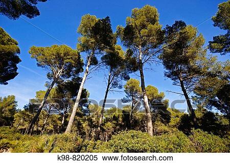Es Coll de Sa Marina pinewood, Capdepera. Majorca, Balearic Islands, Spain View Large Photo Image Stock Photography - Es Coll de Sa Marina pinewood, Capdepera. Majorca, Balearic Islands, Spain. Fotosearch