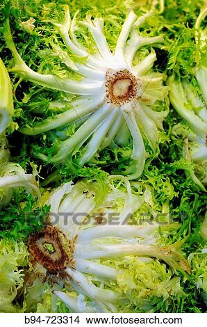 Escaroles at La Boqueria market, Barcelona. Catalonia, Spain View Large Photo Image Picture - Escaroles at La Boqueria market, Barcelona. Catalonia, Spain. Fotosearch