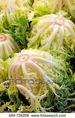 Escaroles at La Boqueria market, Barcelona. Catalonia, Spain View Large Photo Image Stock Photo - Escaroles at La Boqueria market, Barcelona. Catalonia, Spain. Fotosearch