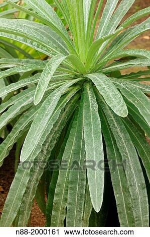 Espeletia San Eusebio Cloud Forest Mrida Venezuela. View Large Photo Image Stock Image - Espeletia San Eusebio Cloud Forest Mrida Venezuela.. Fotosearch