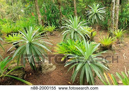Espeletia San Eusebio Cloud Forest Mrida Venezuela. View Large Photo Image Stock Photography - Espeletia San Eusebio Cloud Forest Mrida Venezuela.. Fotosearch