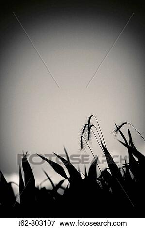 Stock Photo - Espigas de trigo a punto para la cosecha. Campo de trigo. Catalonia, Spain. Fotosearch