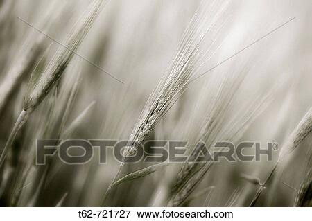 Espigas de trigo en primavera. View Large Photo Image Stock Photo - Espigas de trigo en primavera.. Fotosearch