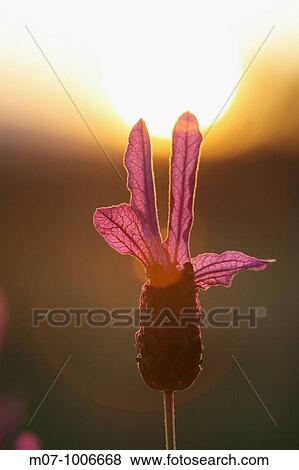 Espliego, Lavanda - Lavandula angustifolialavander, View Large Photo Image Stock Photo - Espliego, Lavanda - Lavandula angustifolialavander,. Fotosearch