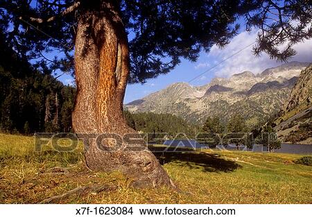 Picture - `Estany Llong?,Llong lake, Aig? estortes i Estany de Sant Maurici National Park, Pyrenees, Lleida province, Catalonia, Spain. Fotosearch