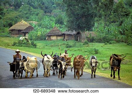 Ethiopian Highlands, Ethiopia View Large Photo Image Stock Photo - Ethiopian Highlands, Ethiopia. Fotosearch