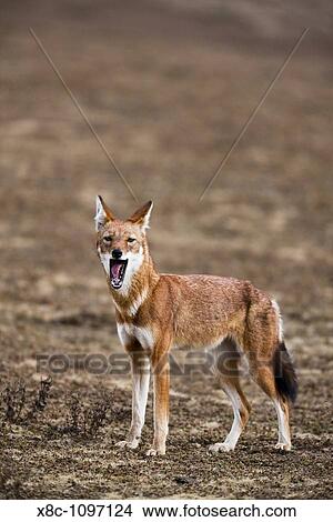Ethiopian Wolf Canis simensis alarming the pack in the Bale Mountains National Park. Africa, East Africa, Ethiopia, January 2010 View Large Photo Image Picture - Ethiopian Wolf Canis simensis alarming the pack in the Bale Mountains National Park. Africa, East Africa, Ethiopia, January 2010. Fotosearch