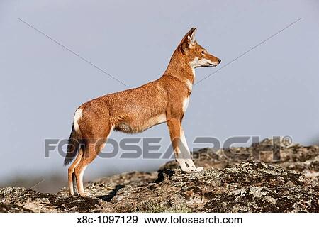 Ethiopian Wolf Canis simensis in the Bale Mountains National Park. Africa, East Africa, Ethiopia, January 2010 View Large Photo Image Stock Photo - Ethiopian Wolf Canis simensis in the Bale Mountains National Park. Africa, East Africa, Ethiopia, January 2010. Fotosearch