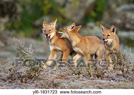 Stock Image - Ethiopian wolf pups playing. Fotosearch