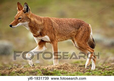 Ethiopian wolf walking View Large Photo Image Stock Photo - Ethiopian wolf walking. Fotosearch