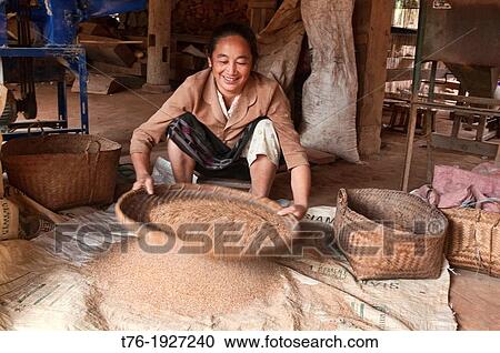 ethnic Khmu woman sifting rice, Luang Nam Tha, Laos View Large Photo Image Stock Image - ethnic Khmu woman sifting rice, Luang Nam Tha, Laos. Fotosearch