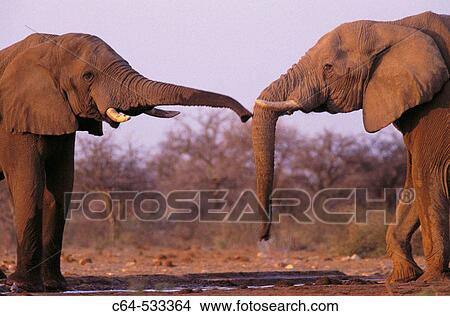 Picture - Etosha. Namibia. Fotosearch