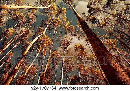 Eucalyptus forest, Asturias, Spain View Large Photo Image Picture - Eucalyptus forest, Asturias, Spain. Fotosearch