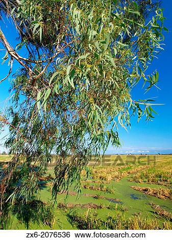 Eucalyptus tree (Eucalyptus globulus) and ricefield. Ebro River Delta Natural Park, Tarragona province, Catalonia, Spain. View Large Photo Image Stock Photograph - Eucalyptus tree (Eucalyptus globulus) and ricefield. Ebro River Delta Natural Park, Tarragona province, Catalonia, Spain.. Fotosearch