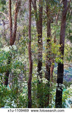 Stock Photo - Eucalyptus Trunks and Spring Flowers Ku Ring Gai Chase National Park New South Wales Australia. Fotosearch