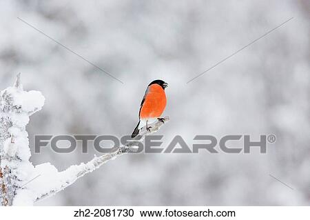 Eurasian Bullfinch sitting in a snowy pine tree in g? llivare, Swedish lapland, Scandinavia. View Large Photo Image Stock Image - Eurasian Bullfinch sitting in a snowy pine tree in g? llivare, Swedish lapland, Scandinavia.. Fotosearch