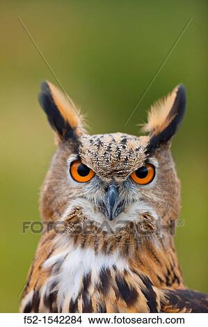 EURASIAN EAGLE OWL Bubo bubo. View Large Photo Image Picture - EURASIAN EAGLE OWL Bubo bubo.. Fotosearch