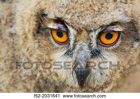 Eurasian Eagle-Owl (Bubo bubo), Saja Natural Park, Cantabria, Spain View Large Photo Image Stock Image - Eurasian Eagle-Owl (Bubo bubo), Saja Natural Park, Cantabria, Spain. Fotosearch