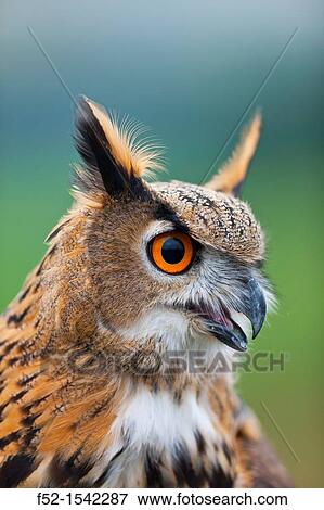 EURASIAN EAGLE OWL Bubo bubo. View Large Photo Image Stock Photo - EURASIAN EAGLE OWL Bubo bubo.. Fotosearch