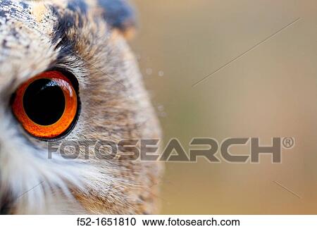 EURASIAN EAGLE OWL - BUHO REAL Bubo bubo View Large Photo Image Stock Image - EURASIAN EAGLE OWL - BUHO REAL Bubo bubo. Fotosearch